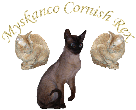 Myskanco Cornish Rex